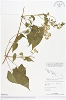 蔓澤蘭藏品圖，第1張