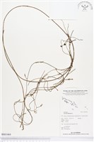 無根草藏品圖，第1張