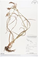 登錄號:BS01466藏品圖，第1張