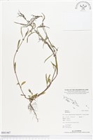 登錄號:BS01467藏品圖，第1張