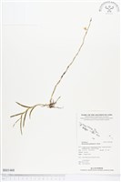 登錄號:BS01468藏品圖，第1張