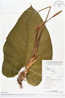 登錄號:BS01470藏品圖，第1張