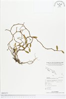 登錄號:BS01471藏品圖，第1張
