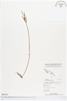 登錄號:BS01472藏品圖，第1張