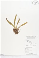 登錄號:BS01473藏品圖，第1張