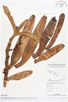 登錄號:BS01474藏品圖，第1張