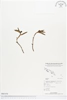 登錄號:BS01476藏品圖，第1張