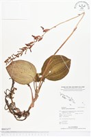 登錄號:BS01477藏品圖，第1張