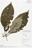 登錄號:BS01478藏品圖，第1張