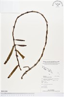 登錄號:BS01480藏品圖，第1張