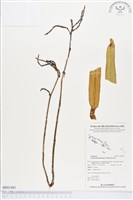 登錄號:BS01481藏品圖，第1張