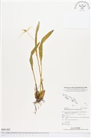 登錄號:BS01482藏品圖，第1張