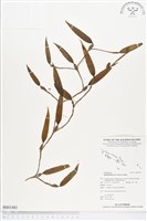 登錄號:BS01483藏品圖，第1張