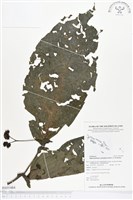 登錄號:BS01484藏品圖，第1張