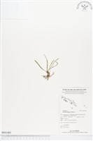 登錄號:BS01485藏品圖，第1張