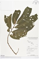 登錄號:BS01486藏品圖，第1張