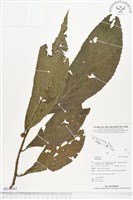 登錄號:BS01487藏品圖，第1張