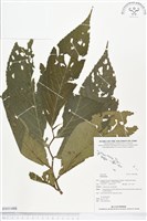 登錄號:BS01488藏品圖，第1張