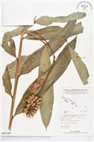 登錄號:BS01489藏品圖，第1張