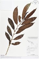 登錄號:BS01490藏品圖，第1張