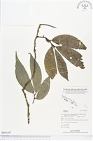 登錄號:BS01492藏品圖，第1張