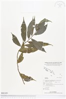 登錄號:BS01493藏品圖，第1張