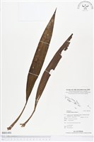 登錄號:BS01494藏品圖，第1張