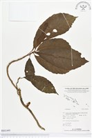 登錄號:BS01495藏品圖，第1張