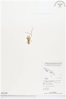 登錄號:BS01496藏品圖，第1張