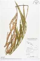 登錄號:BS01497藏品圖，第1張