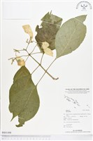 登錄號:BS01498藏品圖，第1張