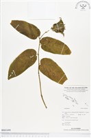 登錄號:BS01499藏品圖，第1張