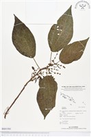 登錄號:BS01501藏品圖，第1張