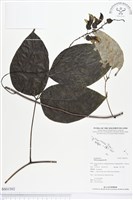 恆春血藤藏品圖，第1張