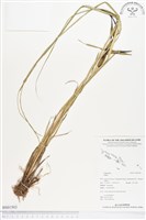 登錄號:BS01503藏品圖，第1張