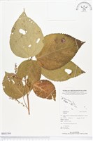 登錄號:BS01504藏品圖，第1張