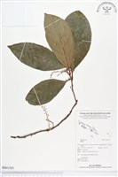 登錄號:BS01505藏品圖，第1張