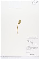 登錄號:BS01506藏品圖，第1張