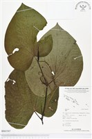 登錄號:BS01507藏品圖，第1張