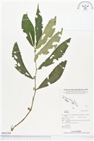 登錄號:BS01508藏品圖，第1張
