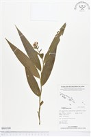 登錄號:BS01509藏品圖，第1張