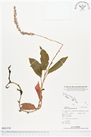 長橢圓葉伴蘭藏品圖，第1張