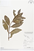 登錄號:BS01511藏品圖，第1張