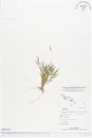 登錄號:BS01513藏品圖，第1張