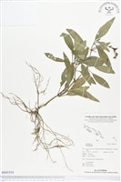 登錄號:BS01514藏品圖，第1張