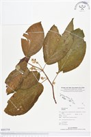 登錄號:BS01516藏品圖，第1張