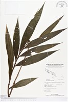 登錄號:BS01517藏品圖，第1張