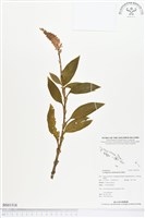 登錄號:BS01518藏品圖，第1張