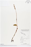 登錄號:BS01520藏品圖，第1張