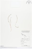 登錄號:BS01521藏品圖，第1張